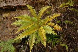 Sticherus urceolatus. Frond.  
 Image: L.R. Perrie © Te Papa 2012 CC BY-NC 3.0 NZ